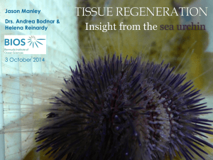 Insight from the Sea Urchin Lytechinus variegatus