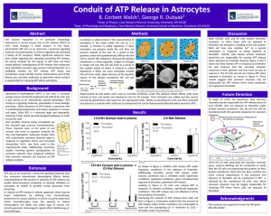 Conduit of ATP Release in Astrocytes - Physics