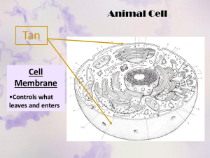 Animal Cell Coloring!