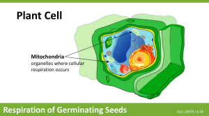 Respiration of Germinating Seeds
