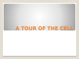A TOUR OF THE CELL