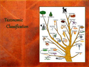 Hon18 Taxonomy