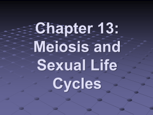Chapter 13 - Meiosis and Sexual Life Cycles