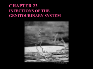 CHAPTER 23 INFECTIONS OF THE GENITOURINARY SYSTEM