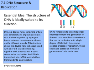 Topic 7.1 Replication and DNA Structure