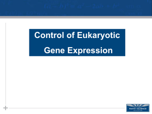 Gene Regulation - Eukaryotic Cells
