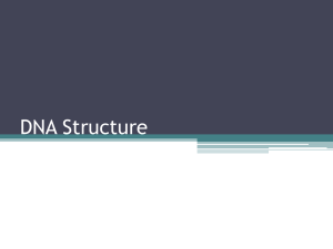 DNA Structure