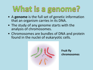 What is a genome?