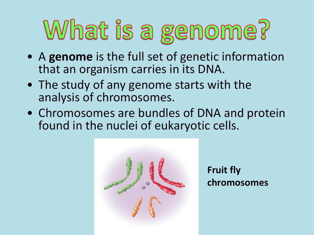 What is a genome?