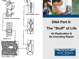 DNA - Replication
