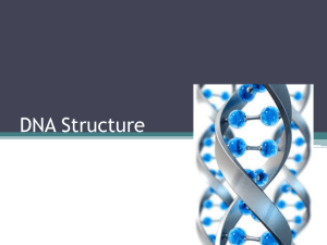 DNA Structure