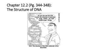Chapter 12.2 (Pg. 344-348): The Structure of DNA
