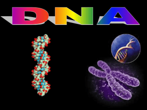 DNA.ppt