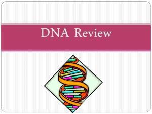 DNA Review PPT