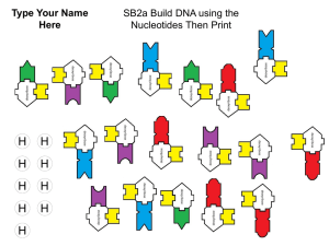 SB2a Build DNA using the Nucleotides Then Print