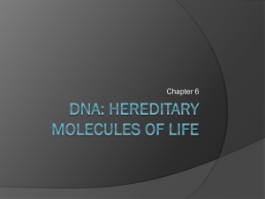 DNA: Hereditary Molecules of Life