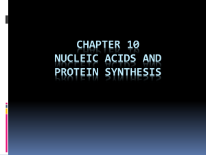 Chapter 10 Nucleic Acids and Protein synthesis DNA