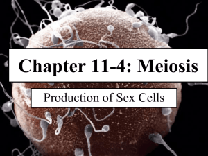 Chapter 11-4 Meiosis ppt Pitt
