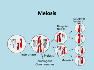 Meiosis intro presentation