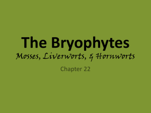 The Bryophytes Mosses, Liverworts, & Hornworts