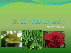 Seed Plants - Mr. Wright`s Class Website