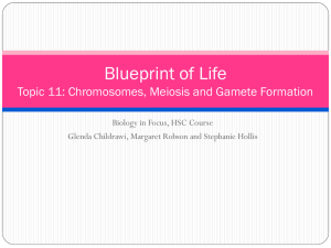11.1.1 Chromosomes Meiosis and Gamete Formation