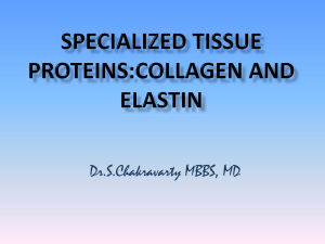 Specialized tissue Proteins Collagen and Elastin
