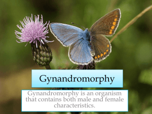 Gynandromorphy