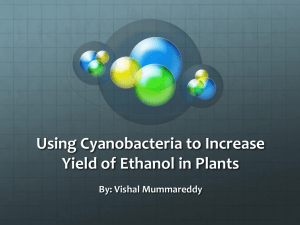 Using Cyanobacteria to Increase Yield of Ethanol in Plants