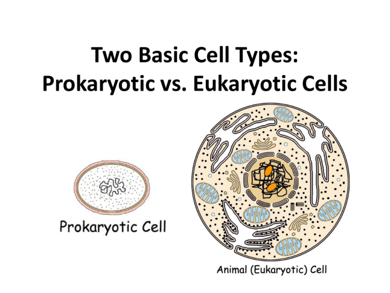 two-basic-cell-types-biology-with-miss-g