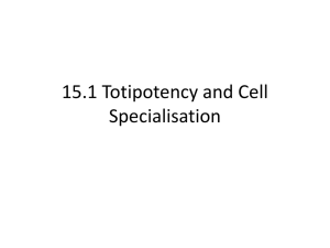 15.1 Totipotency and Cell Specialisation