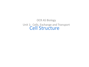 Cell Structure