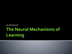 The Neural Mechanisms of Learning