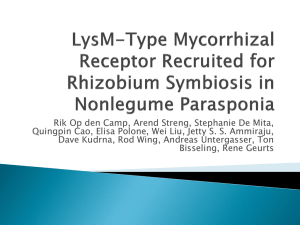LysM-type Mycorrhizal Receptor Recruited for Rhizobium Symbiosis