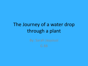 Plant journey
