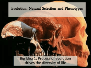 Evolution Nat Selection and Phenotypes