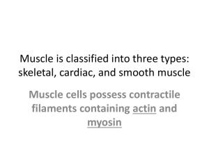 Histology of muscle ppt.