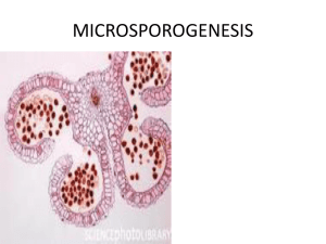 MICROSPOROGENESIS - e-CTLT