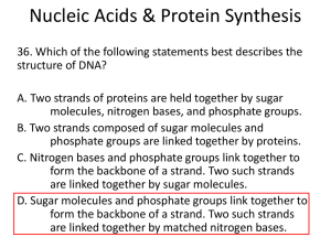 Nucleic Acids & Protein Synthesis