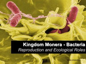 Bacteria Powerpoint #3
