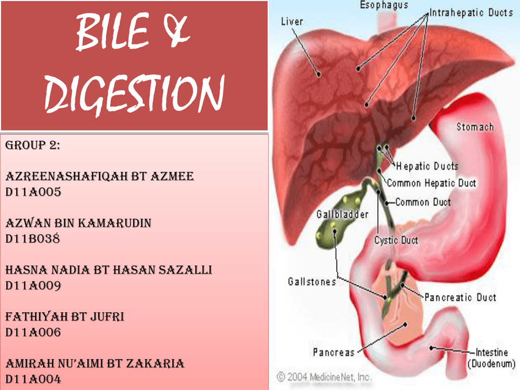 Bile Of A Person Meaning In Urdu