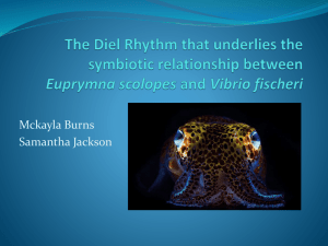The Diel Rhythm that underlies the symbiotic relationship between