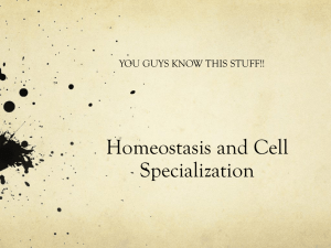Homeostasis and Cell Specialization