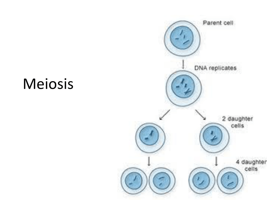 Лептотена мейоза 1. Эндомитоз фазы. Mitosis and Meiosis. Амитозом делятся клетки.