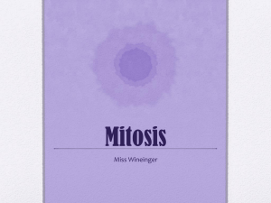 MitosisPres