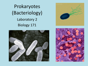 Lab 2 – Prokaryotes