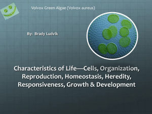Characteristics of Life*Cells, Organization