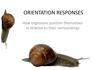 ORIENTATION RESPONSES slides (2)