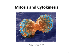 Mitosis and Cytokinesis