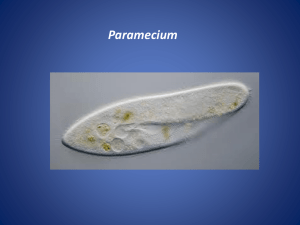 Paramecium ppt - Effingham County Schools